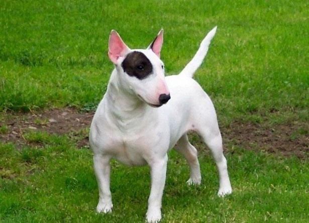 牛头梗,凭借它奇特的样貌,自带喜感的表情而走红网络|牛头梗|犬种