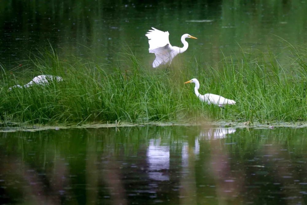 白鹭是秋天写给福山最美的情诗