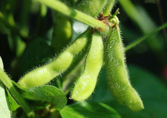 大豆花而不实的原因及对策 大豆 施肥 微量元素 千粒重