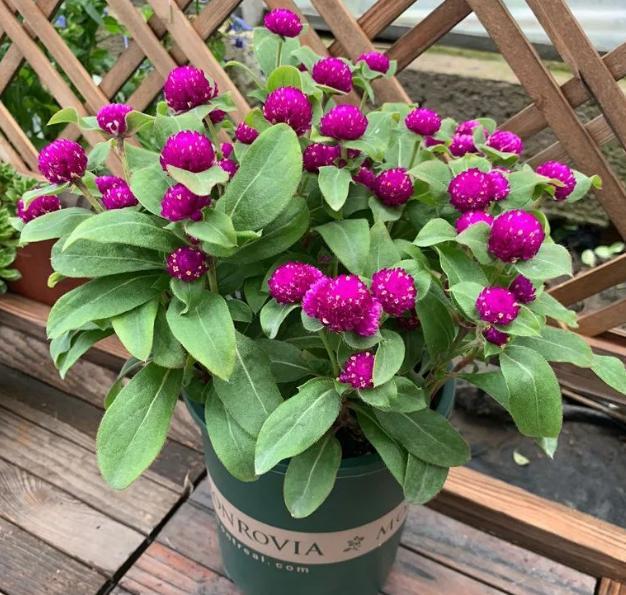 盆栽千日红,确保这5方面没问题,每年花果期能持续6到9个月