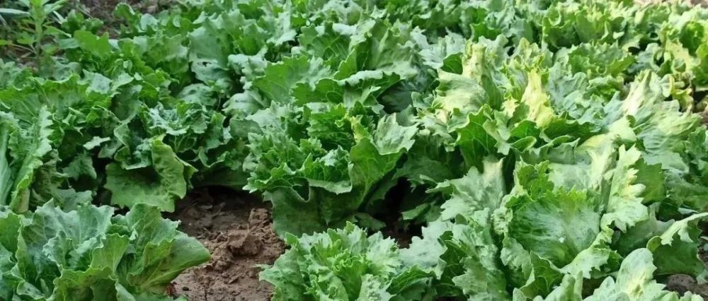 叶面肥|最好的叶面肥配方，喷后40小时叶片变浓绿，增产20％以上