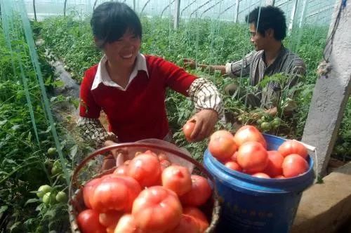 叶面肥|最好的叶面肥配方，喷后40小时叶片变浓绿，增产20％以上