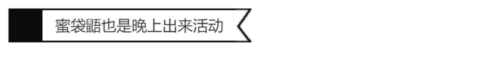 毛丝鼠|养宠还是养爬好，不信你来瞧！