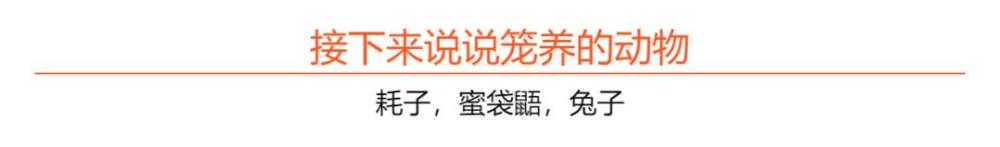 毛丝鼠|养宠还是养爬好，不信你来瞧！