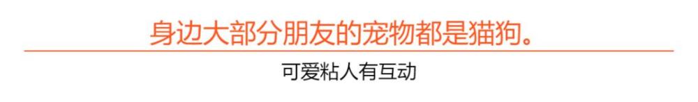 毛丝鼠|养宠还是养爬好，不信你来瞧！