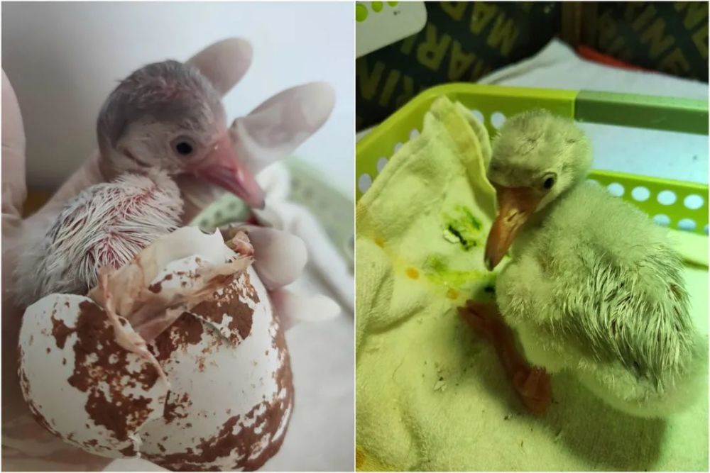 你以为在东胜孵化火烈鸟可容易了?看完全过程——服!_腾讯新闻