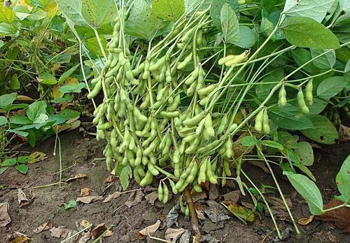 谷随谷|农村俗语：“豆见豆，必定瘦；谷随谷，守着哭”，为啥？正确吗？