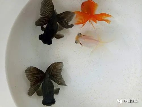 天水蝶 美乎 天水 金鱼 蝶尾 西北