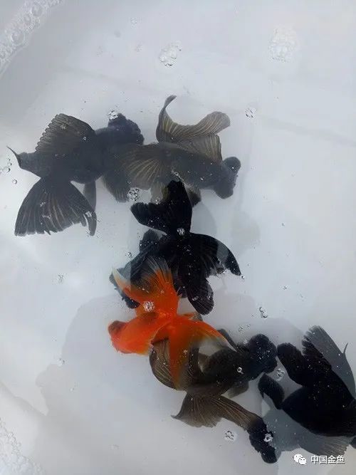 天水蝶 美乎 天水 金鱼 蝶尾 西北