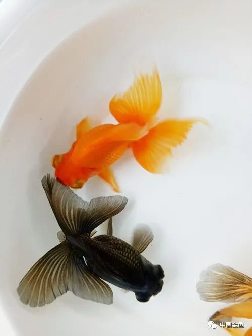 天水蝶 美乎 天水 金鱼 蝶尾 西北