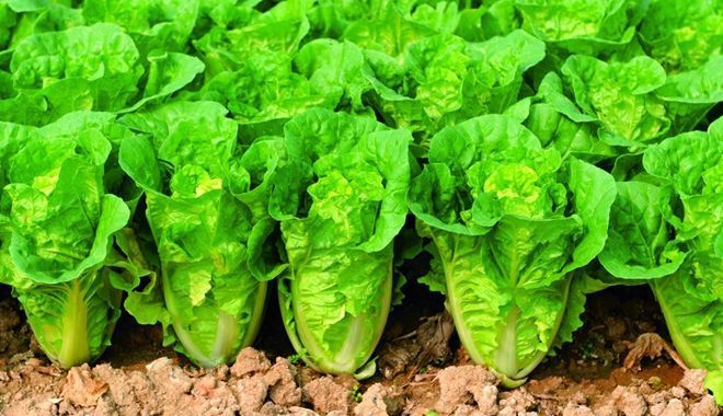 大白菜产量高不高 关键看播种时间 早了晚了都不行 腾讯新闻