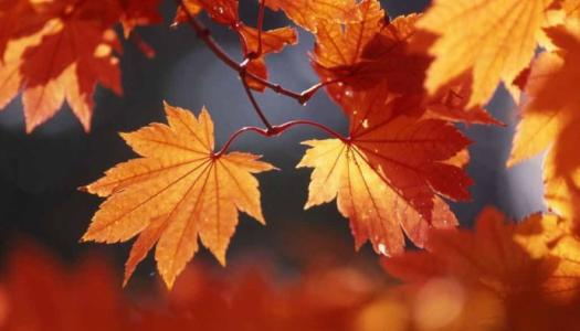 刘禹锡|“朝来入庭树，孤客最先闻”——刘禹锡《秋风引》背后的诗风流向