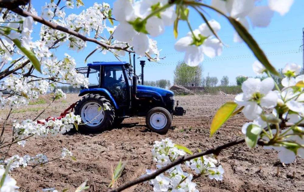 玉米|油见油，年年愁；瓜见瓜，没钱花！这些农谚背后都有哪些道理？