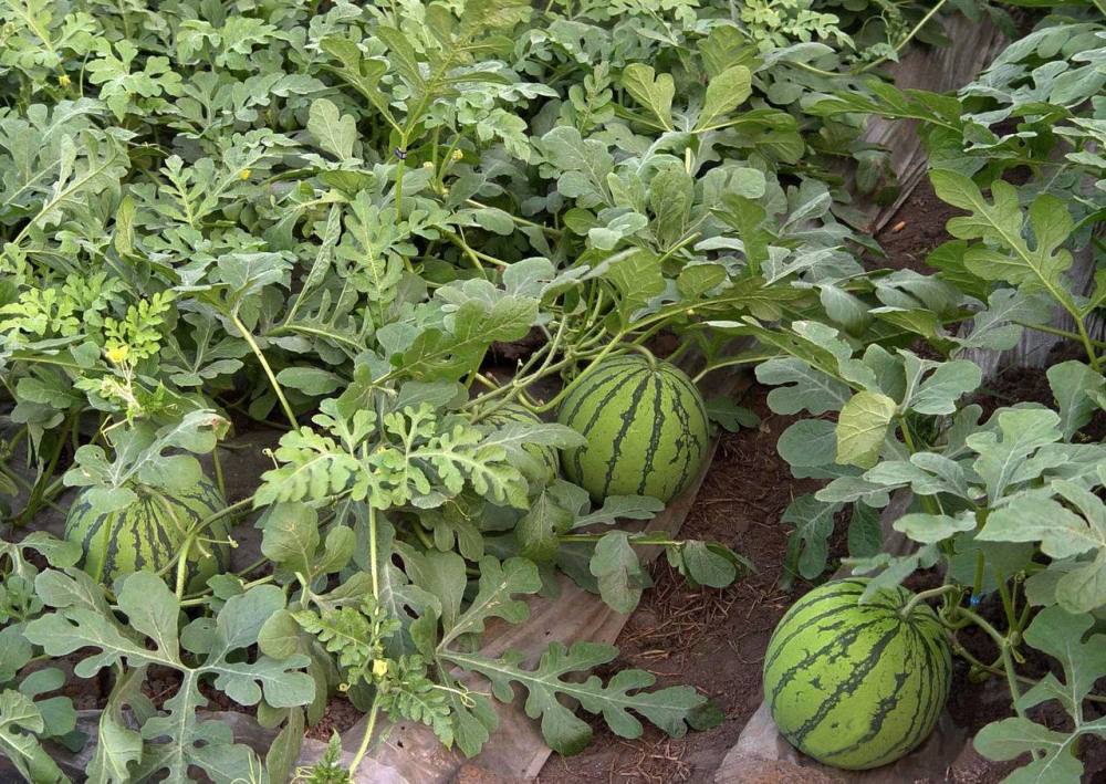 玉米|油见油，年年愁；瓜见瓜，没钱花！这些农谚背后都有哪些道理？