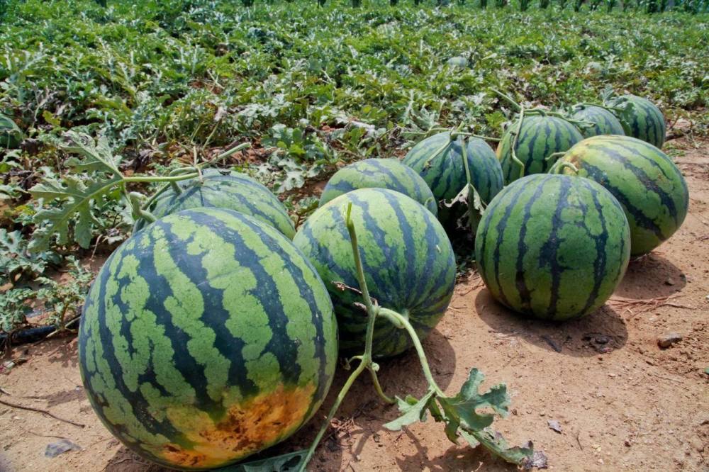 玉米|油见油，年年愁；瓜见瓜，没钱花！这些农谚背后都有哪些道理？