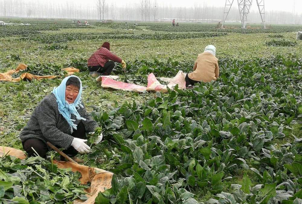 玉米|油见油，年年愁；瓜见瓜，没钱花！这些农谚背后都有哪些道理？