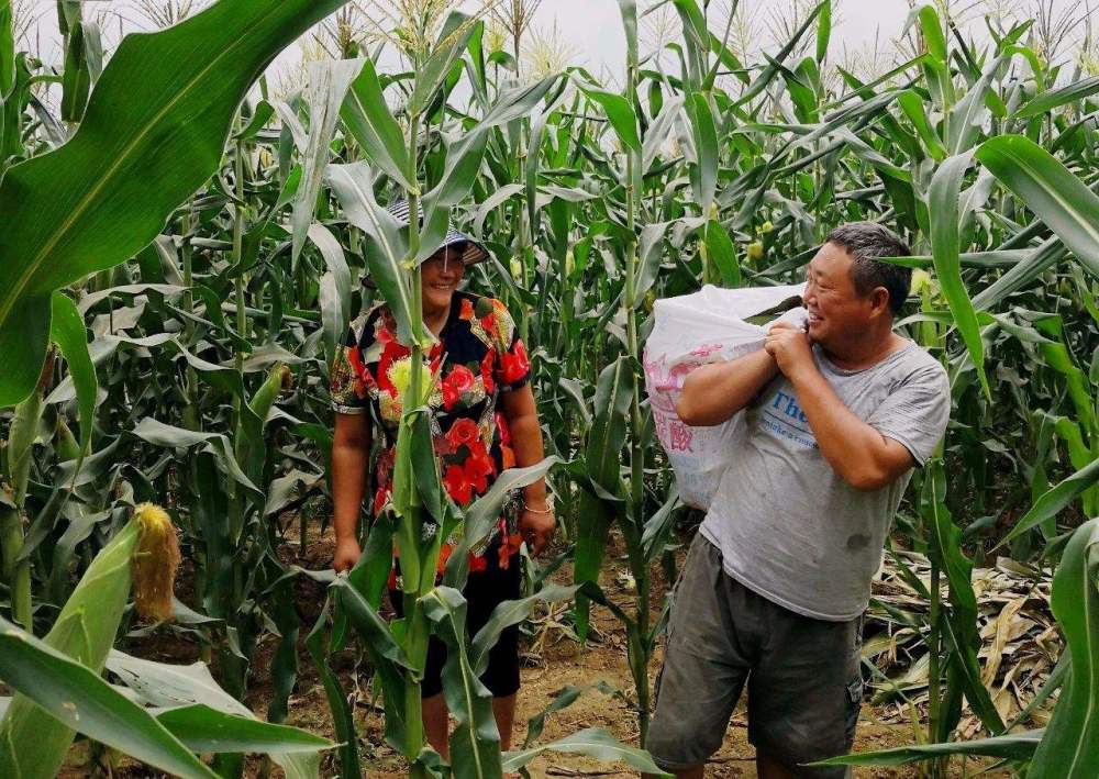 玉米|油见油，年年愁；瓜见瓜，没钱花！这些农谚背后都有哪些道理？