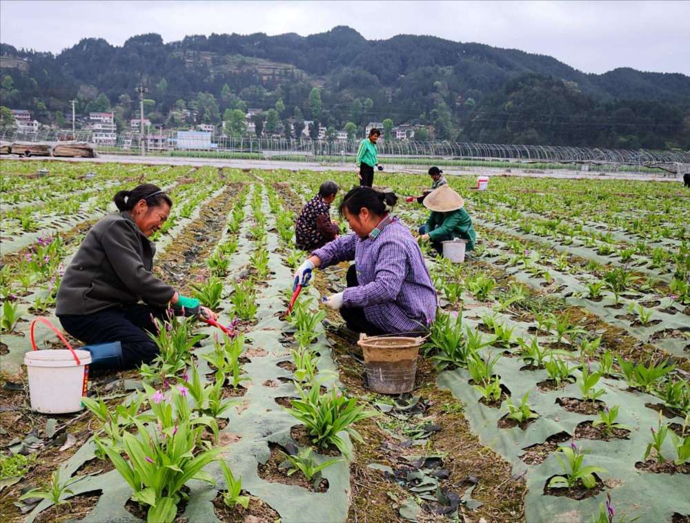 油見油年年愁瓜見瓜沒錢花這些農諺背後都有哪些道理