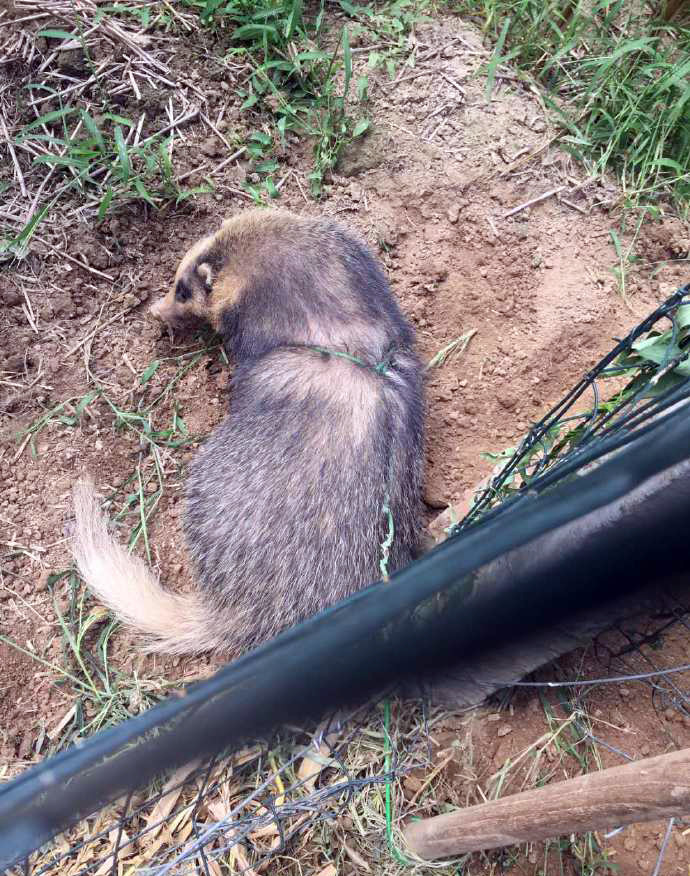 野生猪獾出山吓到居民民警将其带离放生