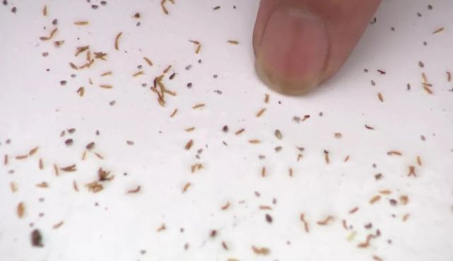 请注意避让惧怕虫子症密集恐惧症前方高能预警褐飞虱【hè fēi shī