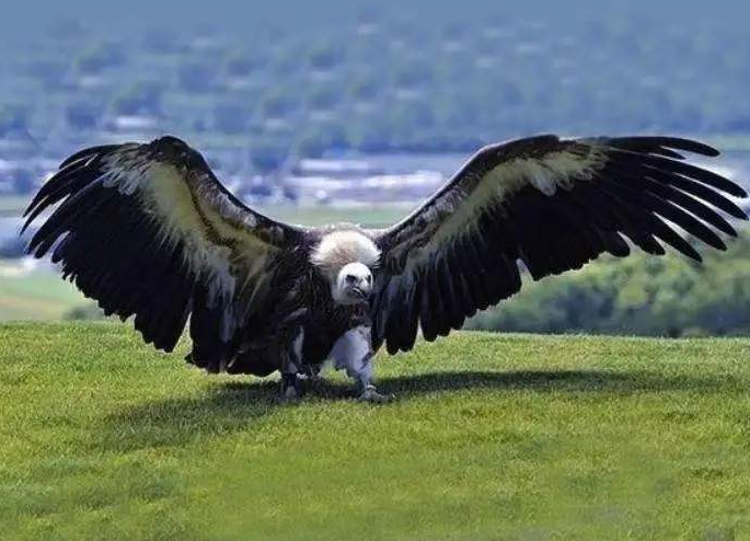 天敌|世界上最憋屈的鹰，身高2米翼展7米，没天敌却因“吃不饱”灭绝