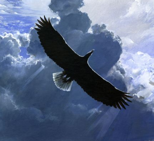 天敌|世界上最憋屈的鹰，身高2米翼展7米，没天敌却因“吃不饱”灭绝