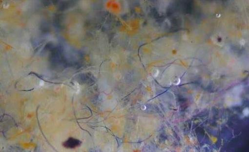 微纤维|不仅塑料，北冰洋已发现牛仔微纤维，它们已入侵人类食物网