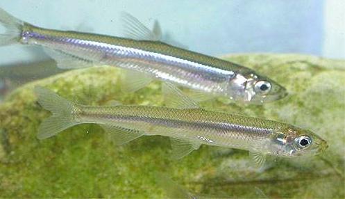 微纤维|不仅塑料，北冰洋已发现牛仔微纤维，它们已入侵人类食物网