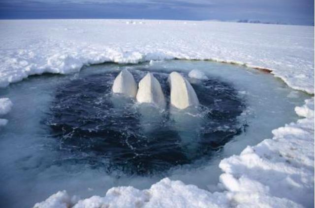 微纤维|不仅塑料，北冰洋已发现牛仔微纤维，它们已入侵人类食物网