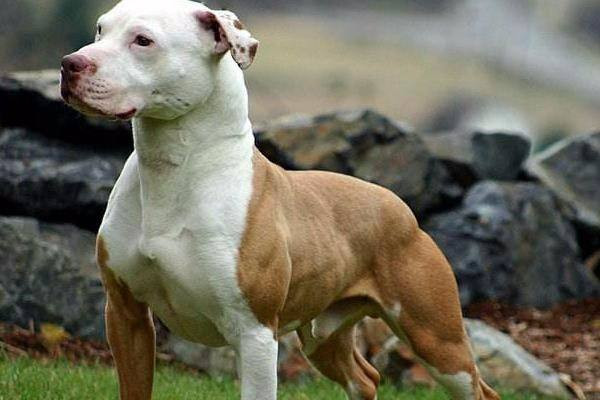 猎犬之王——杜高犬