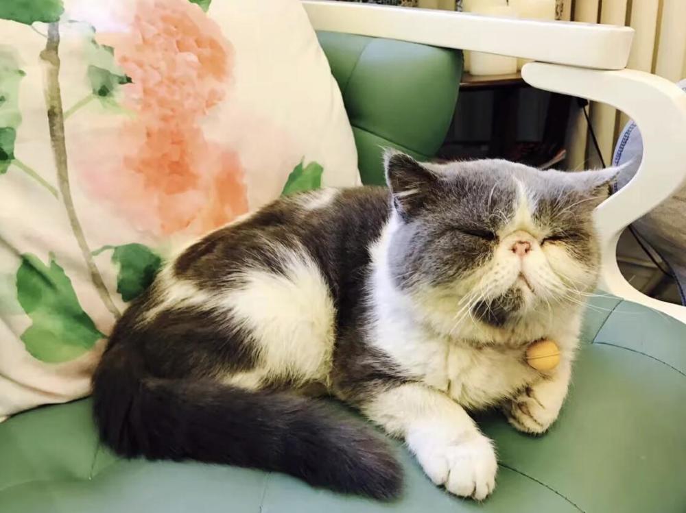 杜星霖|张纪中承认再婚后，小31岁娇妻杜星霖发文：从容沉静，优雅美丽