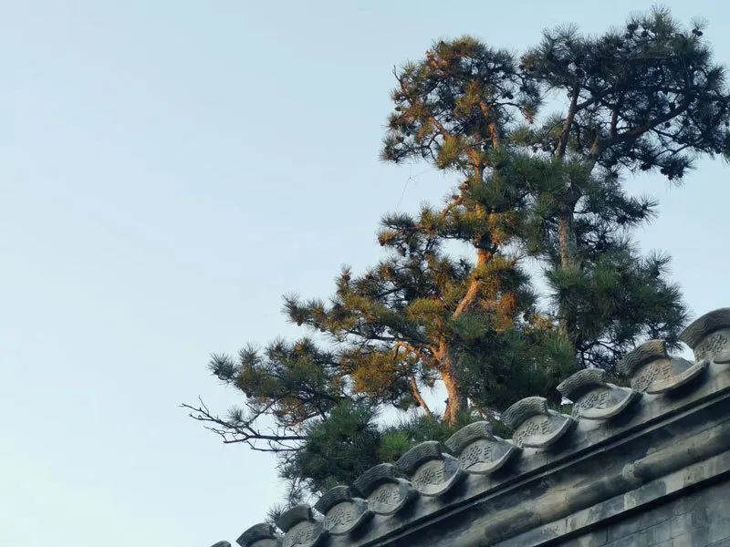 四合院|有天有地有院子，四合院，洋溢着老北京的韵味