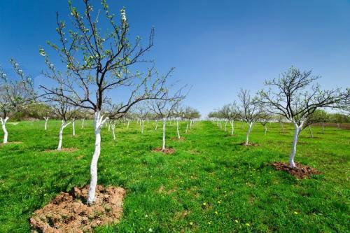 果树|果树这样种，发家致富不是梦