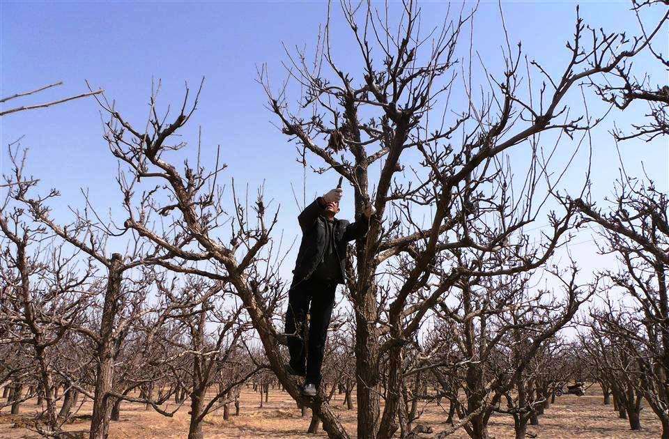 果树|果树这样种，发家致富不是梦