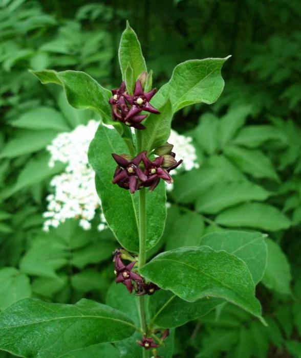 全国名中医王庆国:白薇——清虚火,除血热