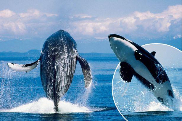 大白鲨|虎鲸，为何总能把大白鲨吓得魂飞魄散，退避三里！