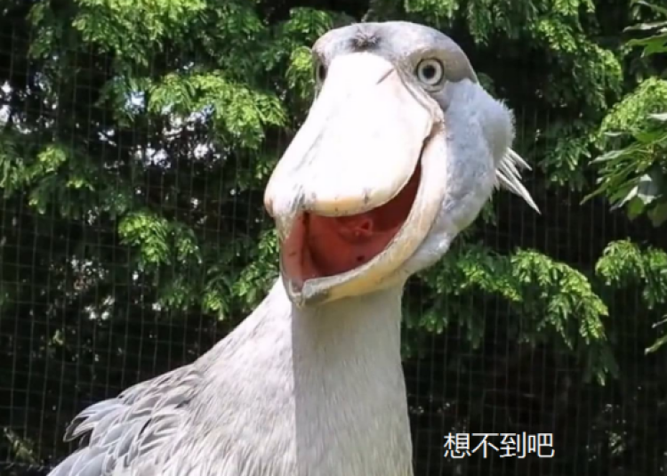 鲸头鹳|鲸头鹳暴雨中一动不动因为“智商感人”？错了！其实人家聪明着呢……