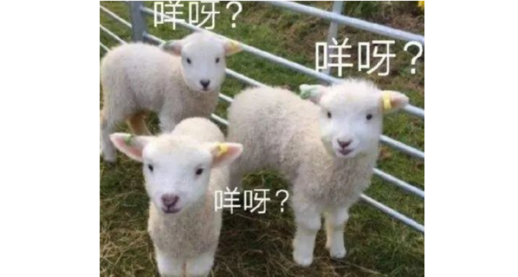 鲸头鹳|鲸头鹳暴雨中一动不动因为“智商感人”？错了！其实人家聪明着呢……