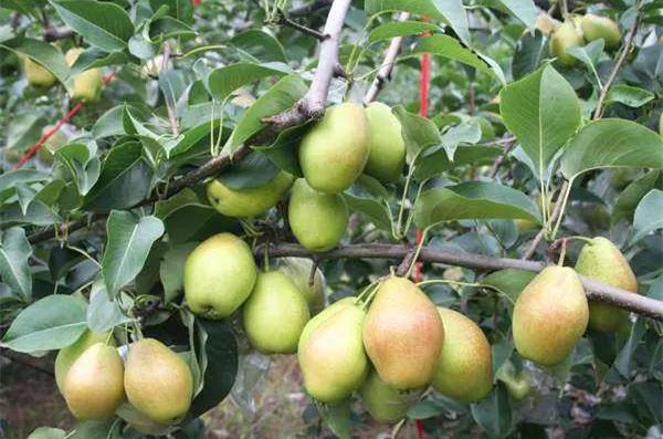 这款更好吃的梨,就来自陕西渭南的蒲城县,这里物富民丰,是陕西省有名