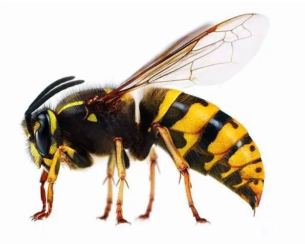 爷孙一家三口被毒蜂蜇伤后身亡,毒蜂大概有两到三公分大