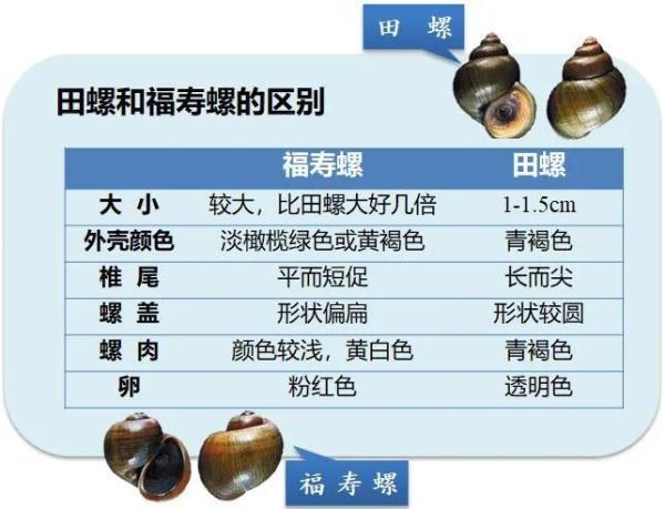 看下图提醒大家如果发现了福寿螺可向当地疾控部门,所在地区管理部门