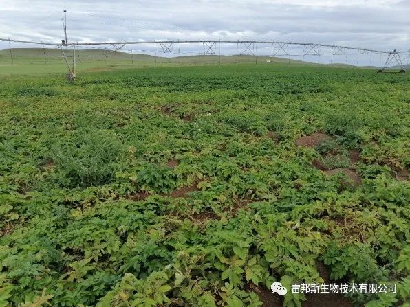 金薯|九月到，金薯出