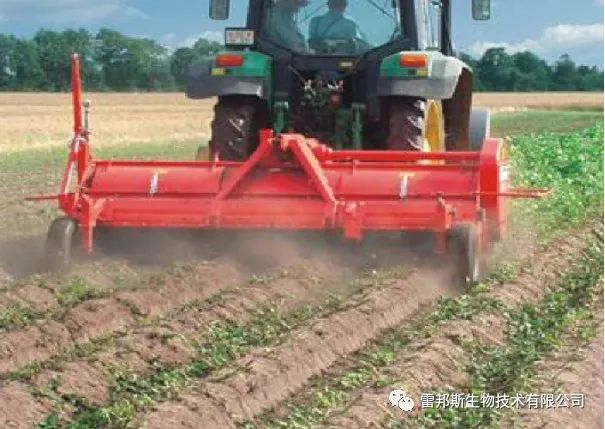 金薯|九月到，金薯出