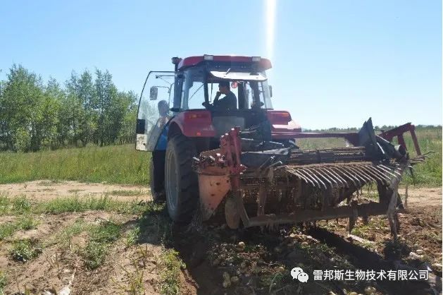 金薯|九月到，金薯出