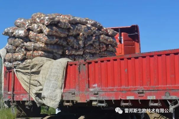 金薯|九月到，金薯出