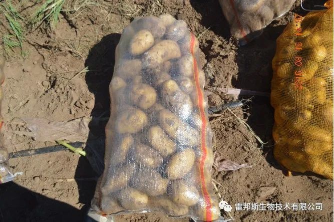 金薯|九月到，金薯出