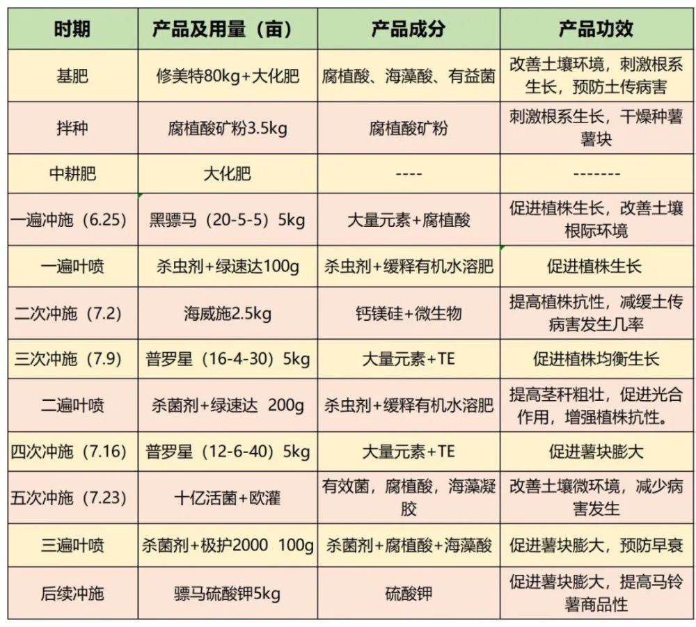 金薯|九月到，金薯出