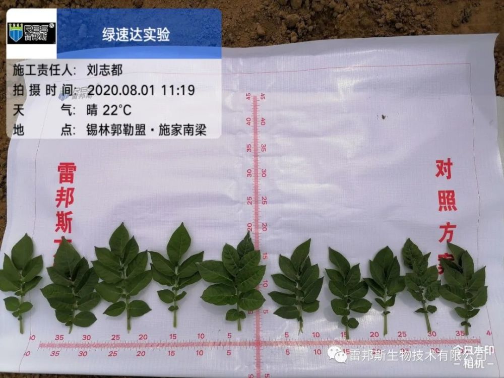 金薯|九月到，金薯出