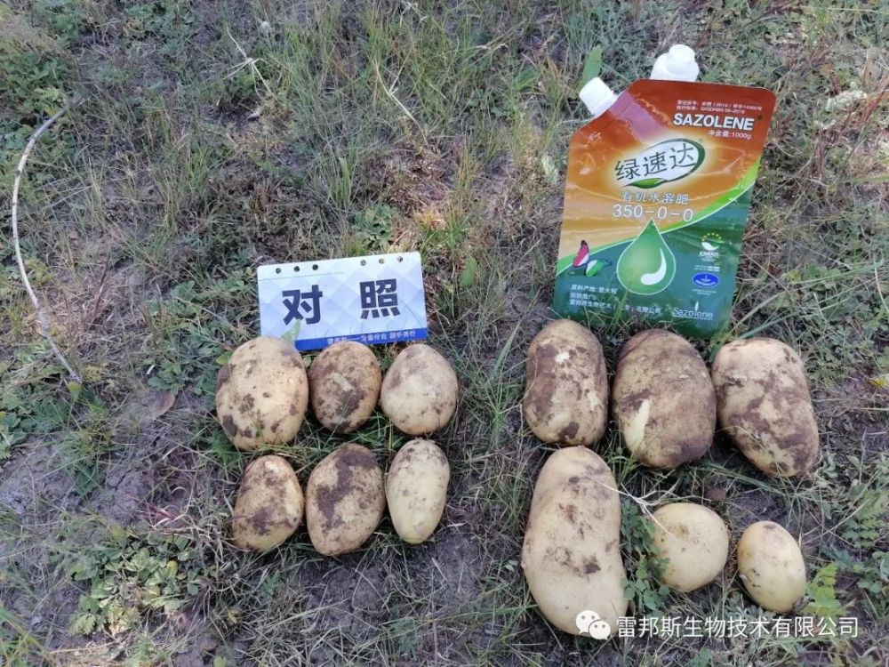 金薯|九月到，金薯出