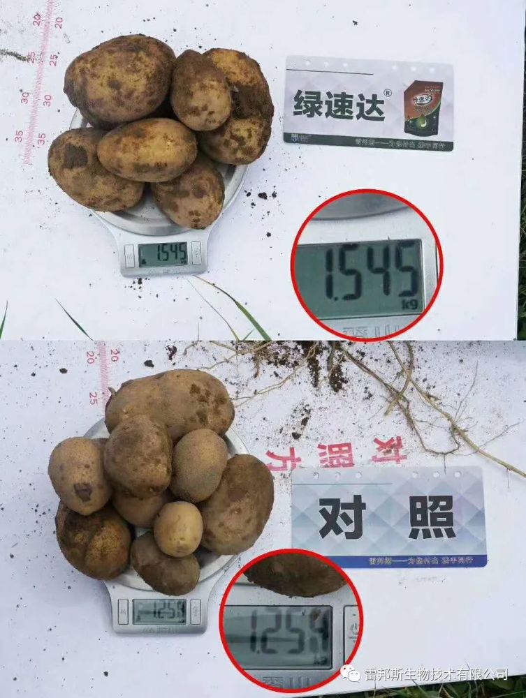 金薯|九月到，金薯出